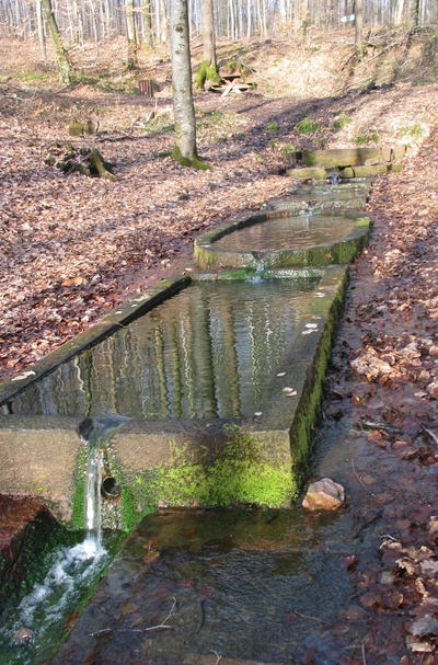 Randonnée haut bois luxeuil